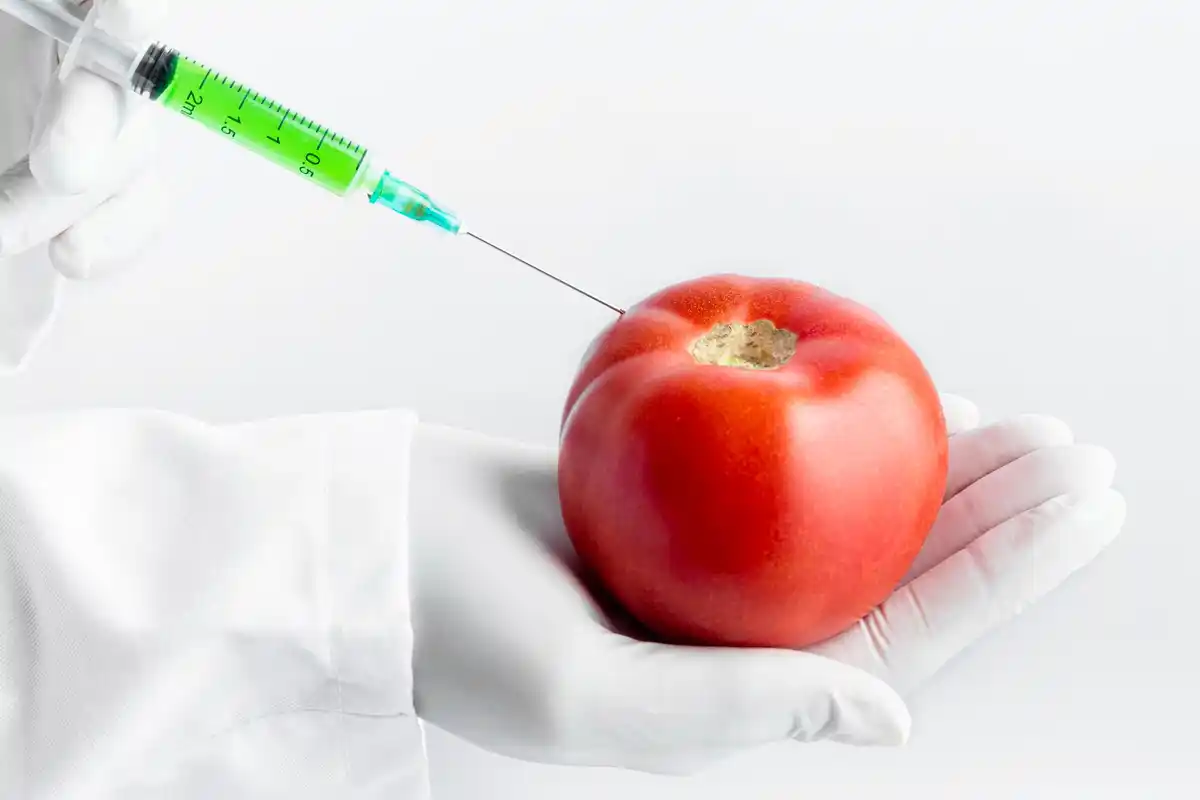 tomato plant virus infection symptoms