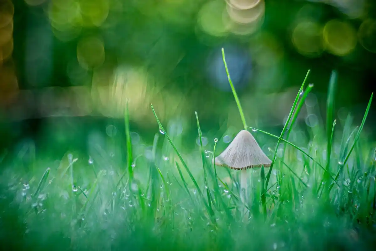 healthy green lawn care dutch garden