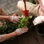 home vegetable garden common mistakes healthy plants