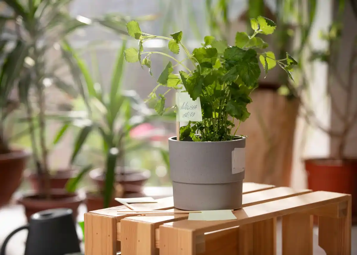 home garden sun exposure plants