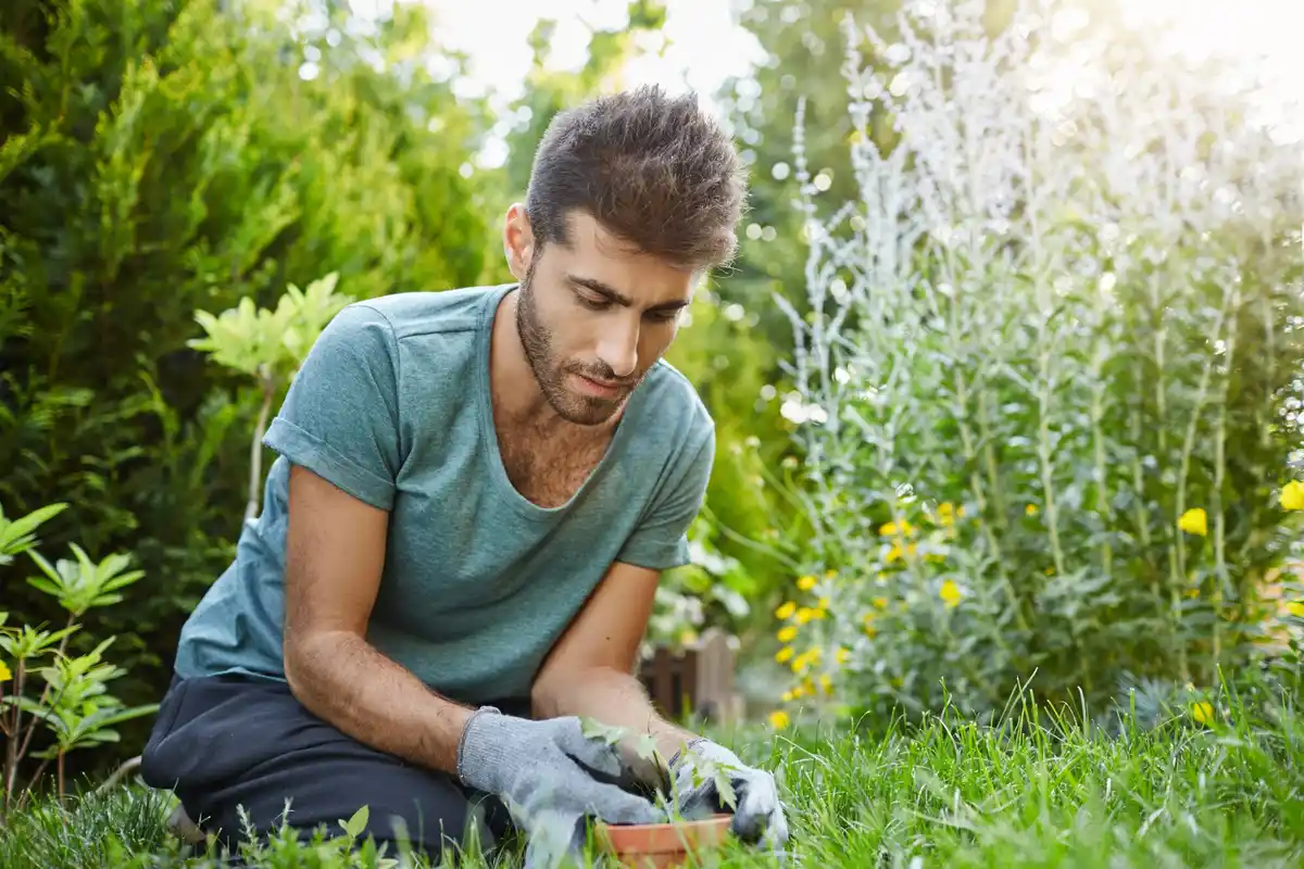 perfect green lawn garden maintenance tips