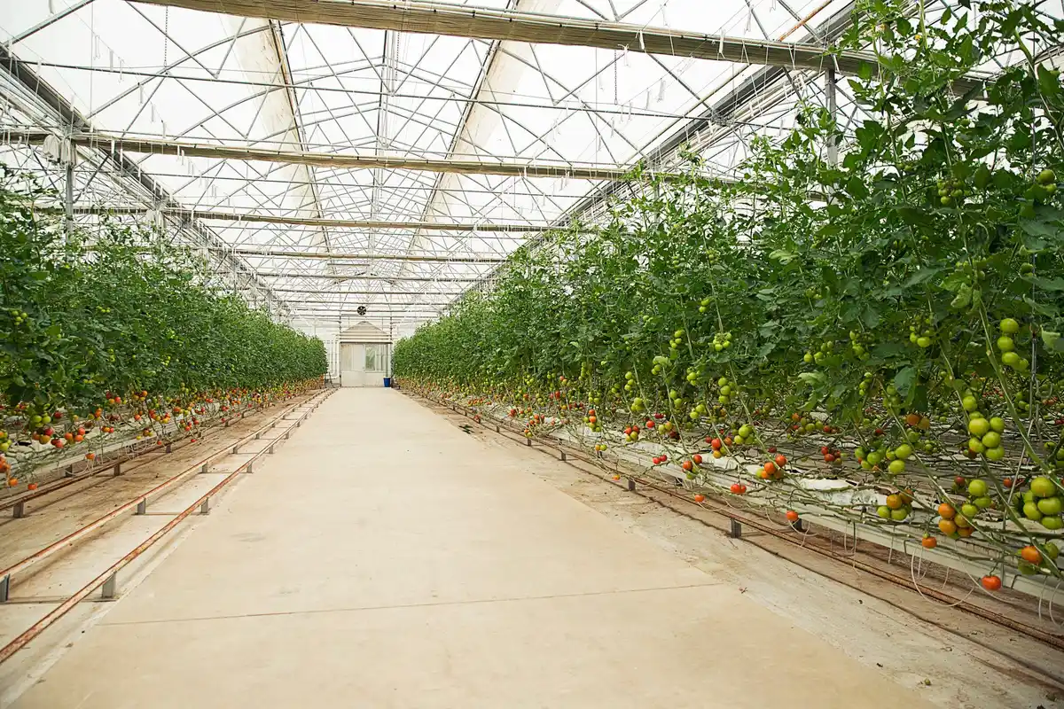urban balcony tomato plants Netherlands watering system