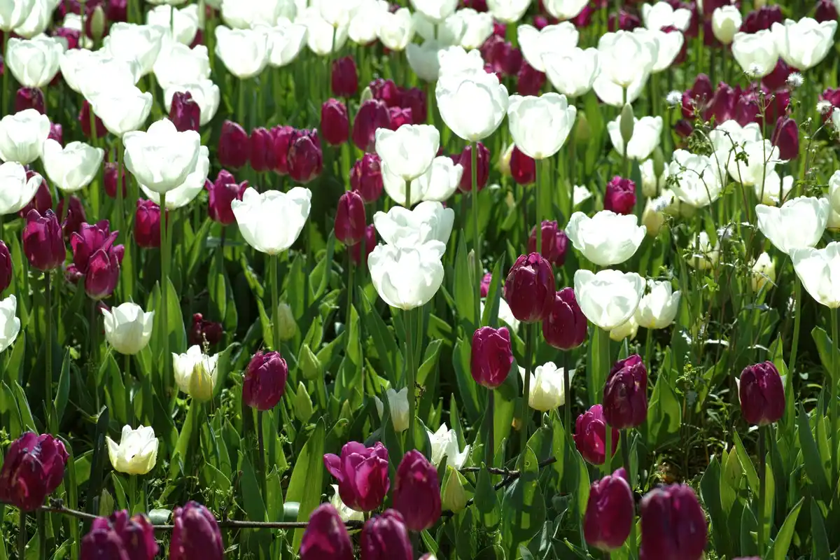 lush green lawn Netherlands spring