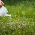 lush green lawn summer garden watering grass care