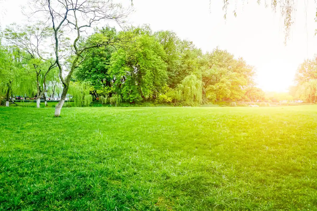 beautiful green lawn summer garden