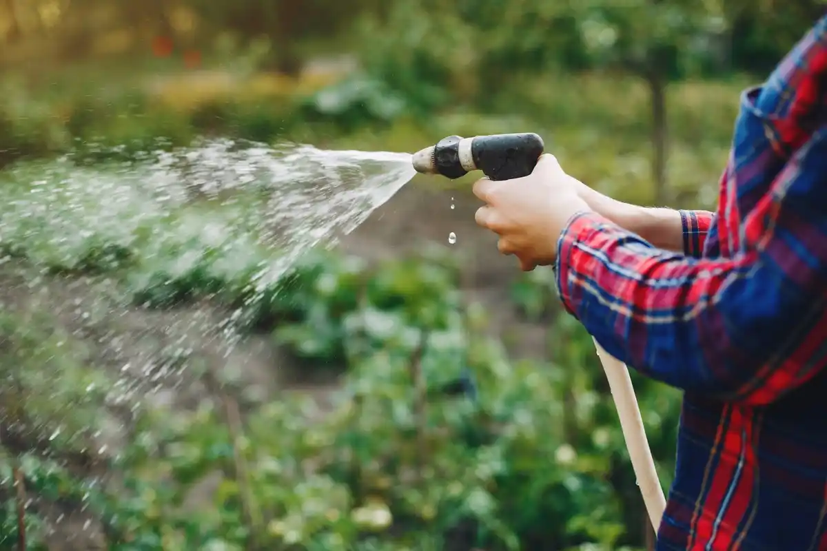 watering green grass garden morning