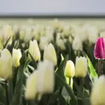 Dutch spring lawn care garden tulips