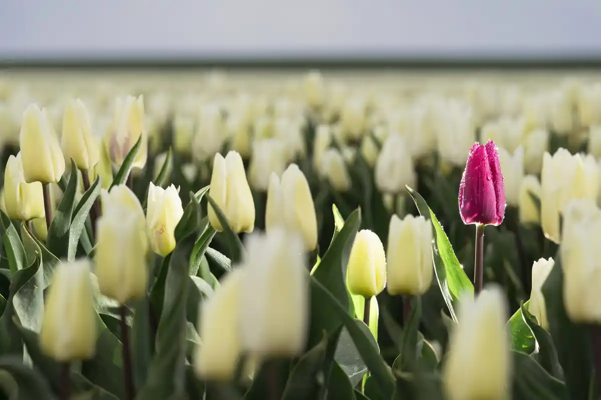 Dutch spring lawn care garden tulips