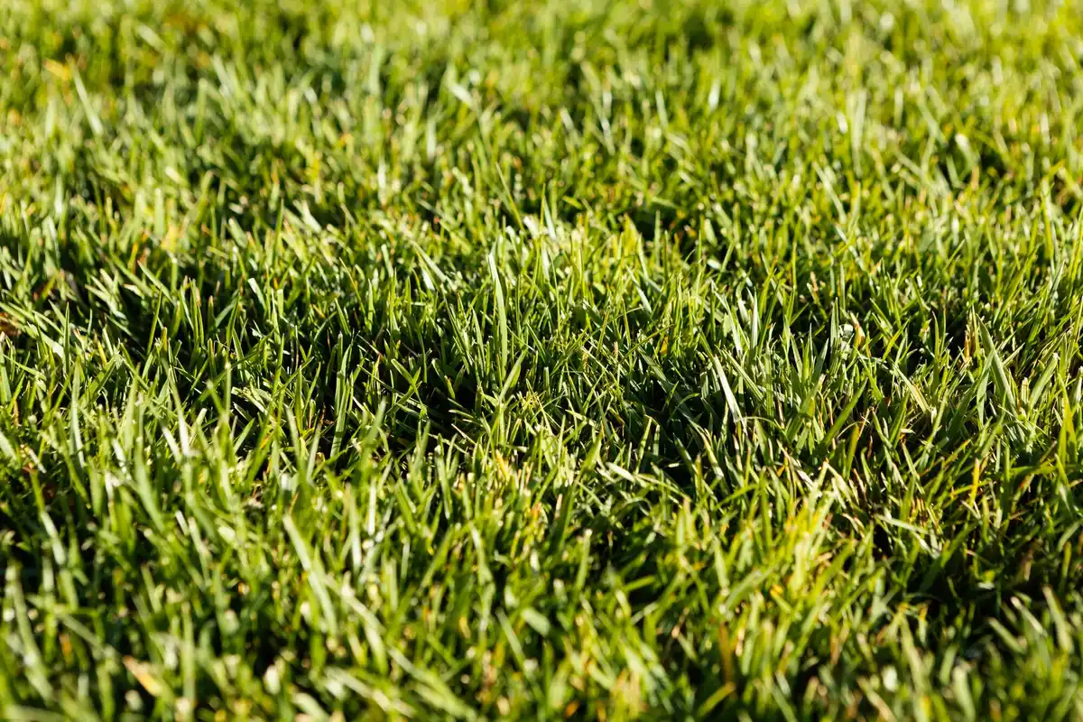 lush green lawn close-up the netherlands
