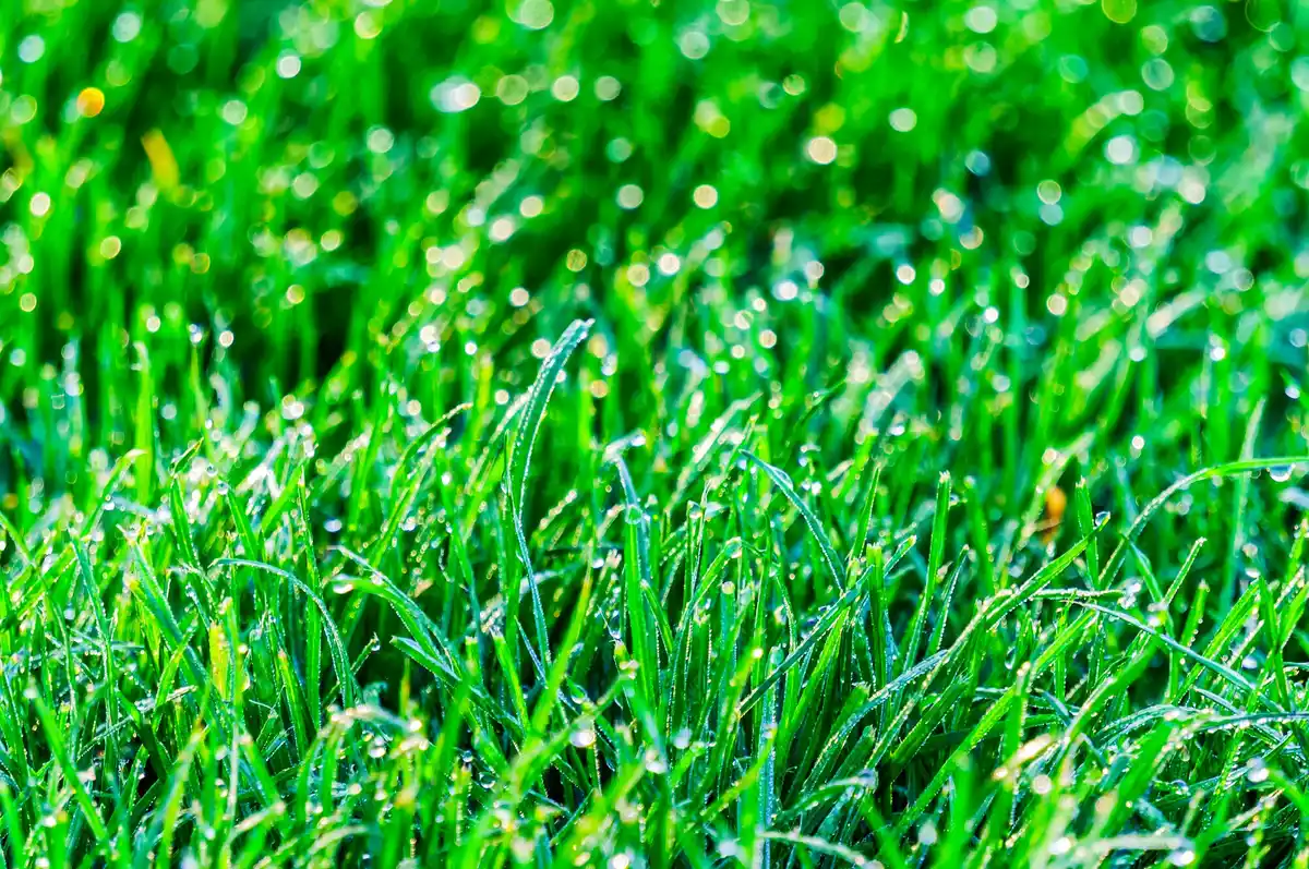 grass seed mixture for lush lawns netherlands