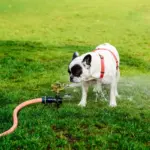 automatic garden irrigation system backyard sprinkler Netherlands