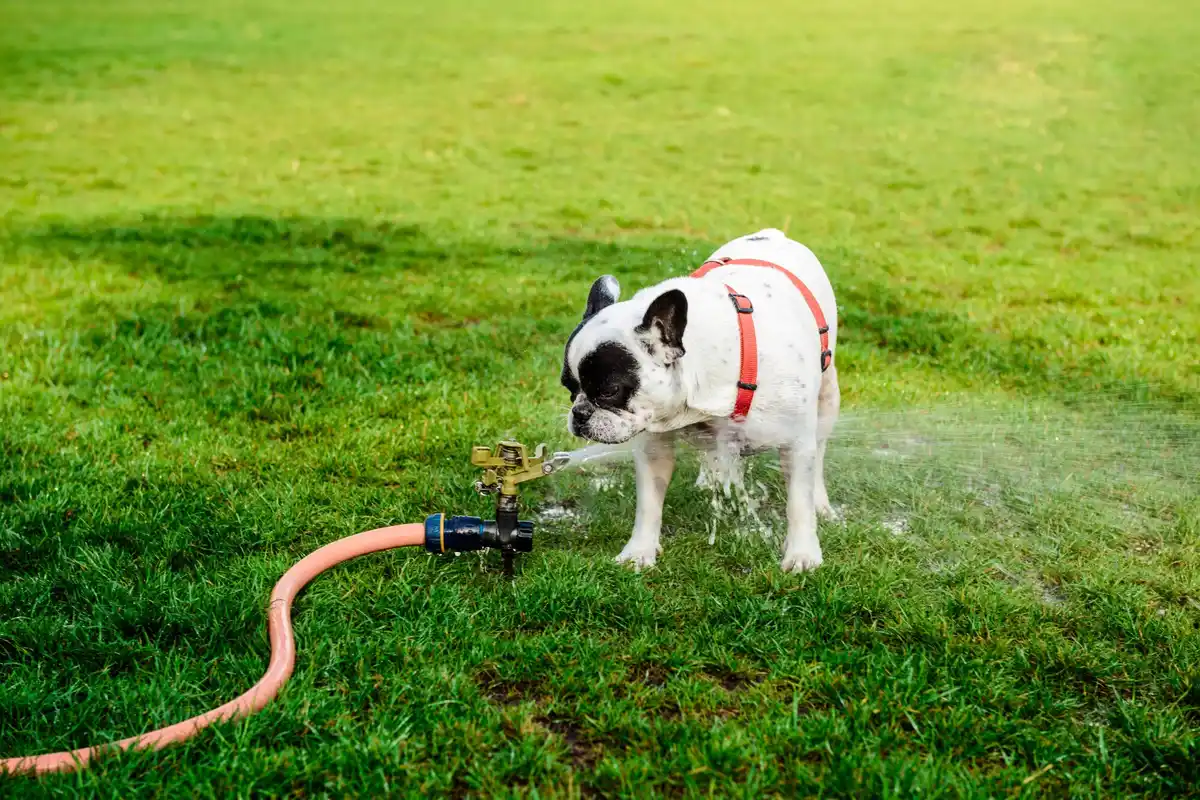 automatic garden irrigation system backyard sprinkler Netherlands