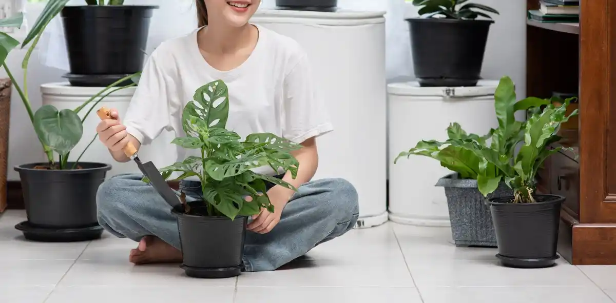 automatic plant watering system indoor