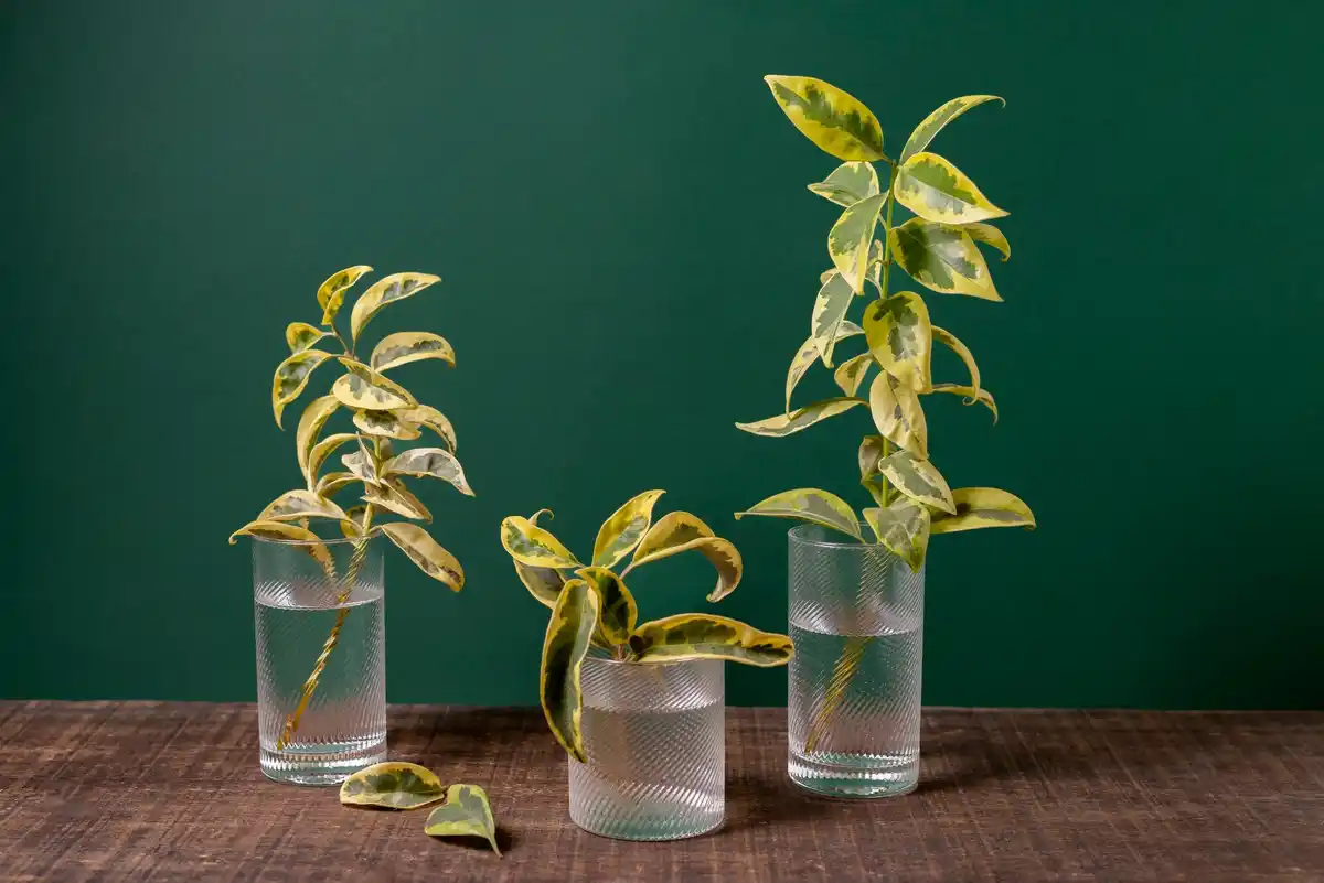 self watering plant pot indoor use