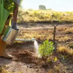 overwatered garden soil netherlands watering morning drip irrigation