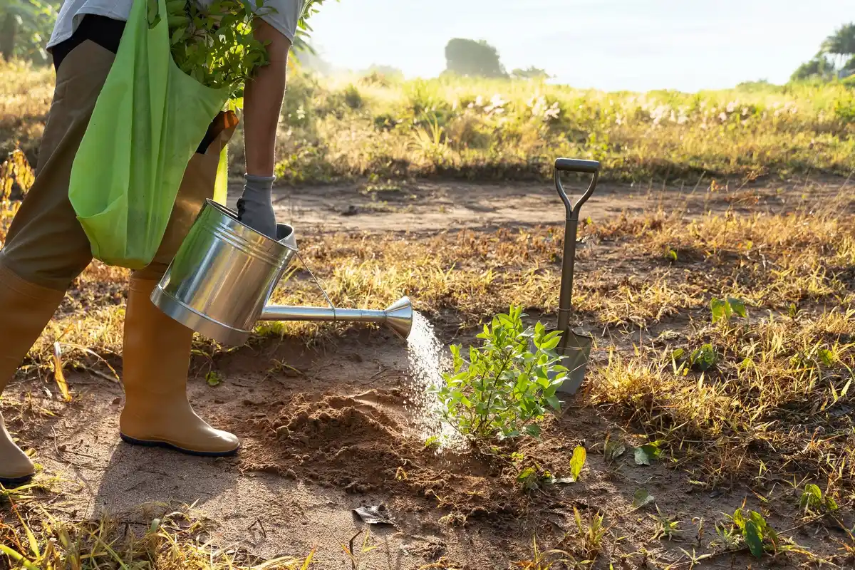 overwatered garden soil netherlands watering morning drip irrigation