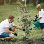 fruit tree care mistakes garden apple prune water soil