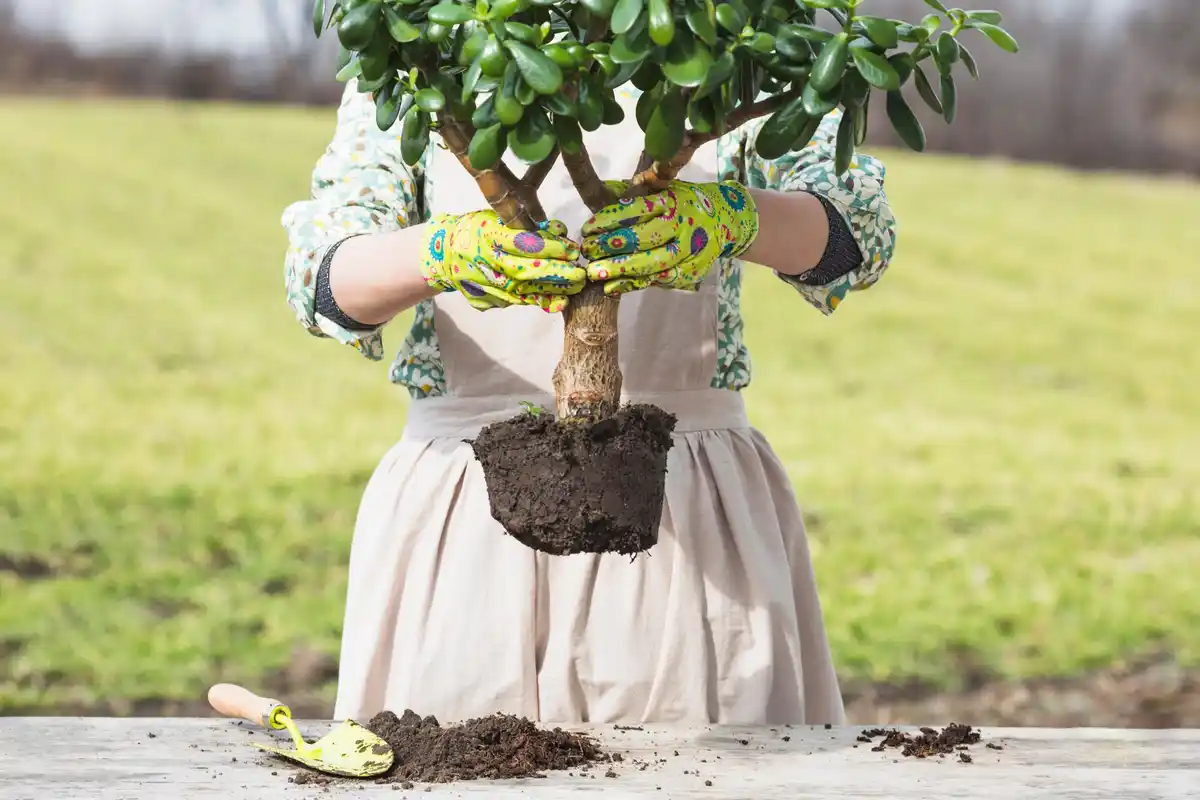 healthy soil with fruit tree roots