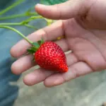 ripe strawberries in garden close-up
