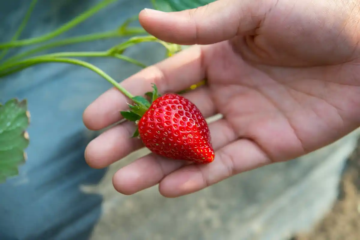 ripe strawberries in garden close-up