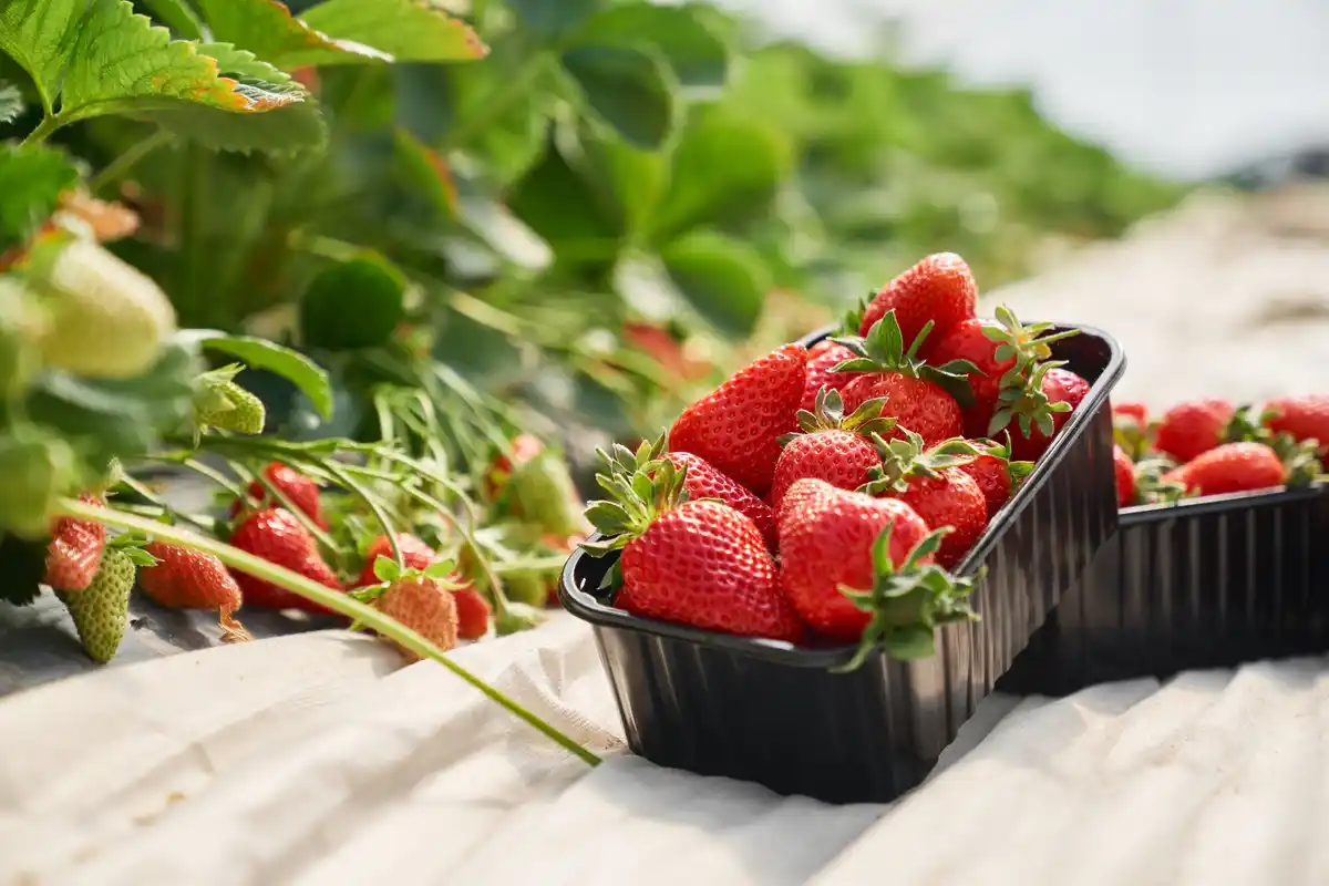 strawberry plants in garden bed