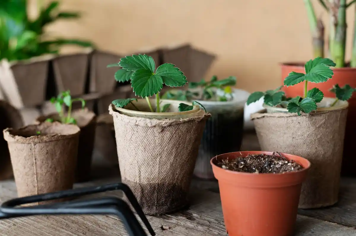 container garden with strawberry plants on sunny balcony