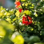 dutch berry bushes heavy fruit harvest garden