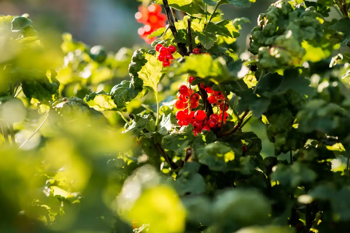 dutch berry bushes heavy fruit harvest garden
