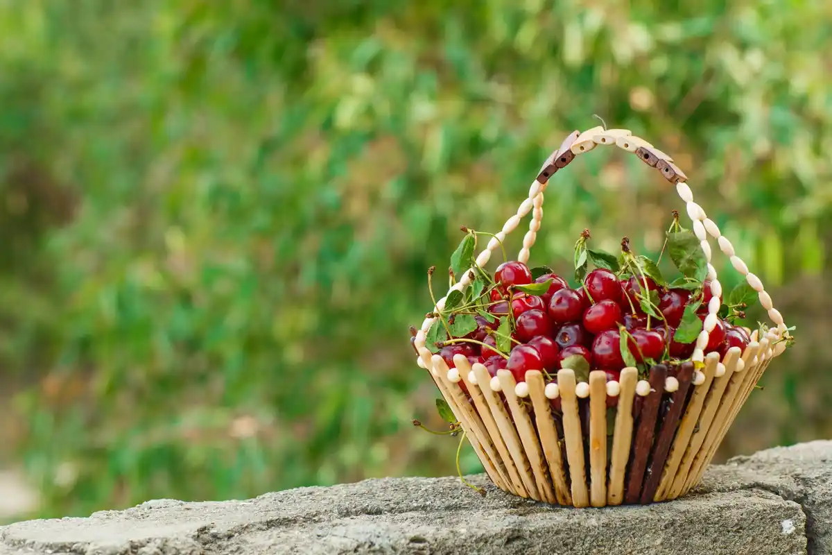 berry bushes fruit harvest netherlands spring