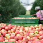 homegrown dutch apples garden orchard