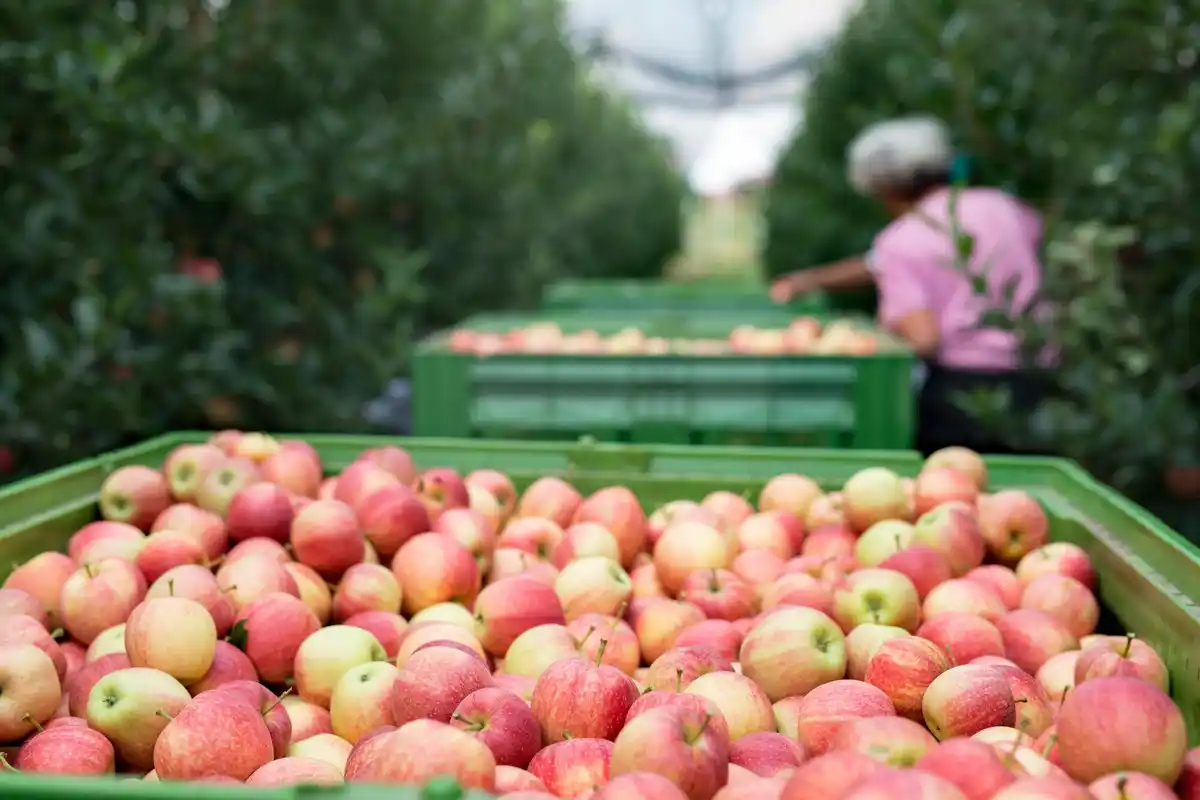 homegrown dutch apples garden orchard