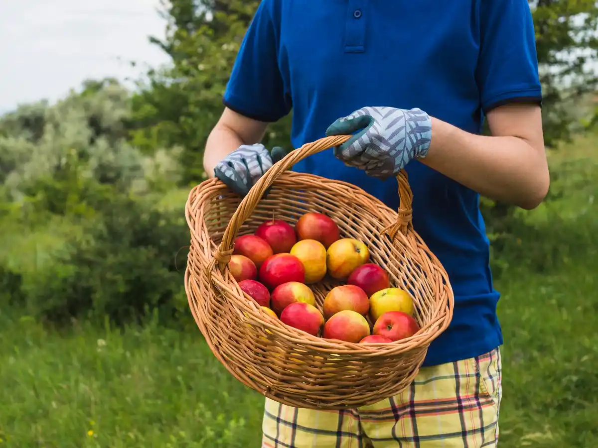 homegrown dutch apples in garden orchard