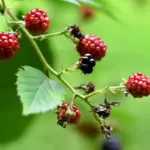 ripe raspberry bushes fresh harvest garden Netherlands