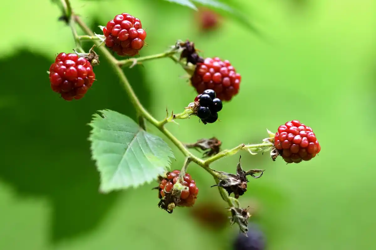 ripe raspberry bushes fresh harvest garden Netherlands