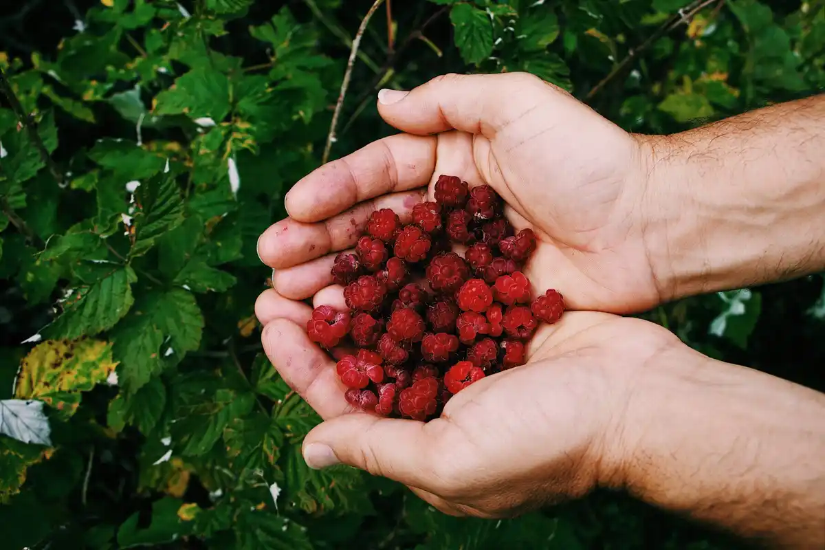 raspberry bushes healthy harvest Netherlands