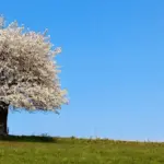 apple tree orchard netherlands spring