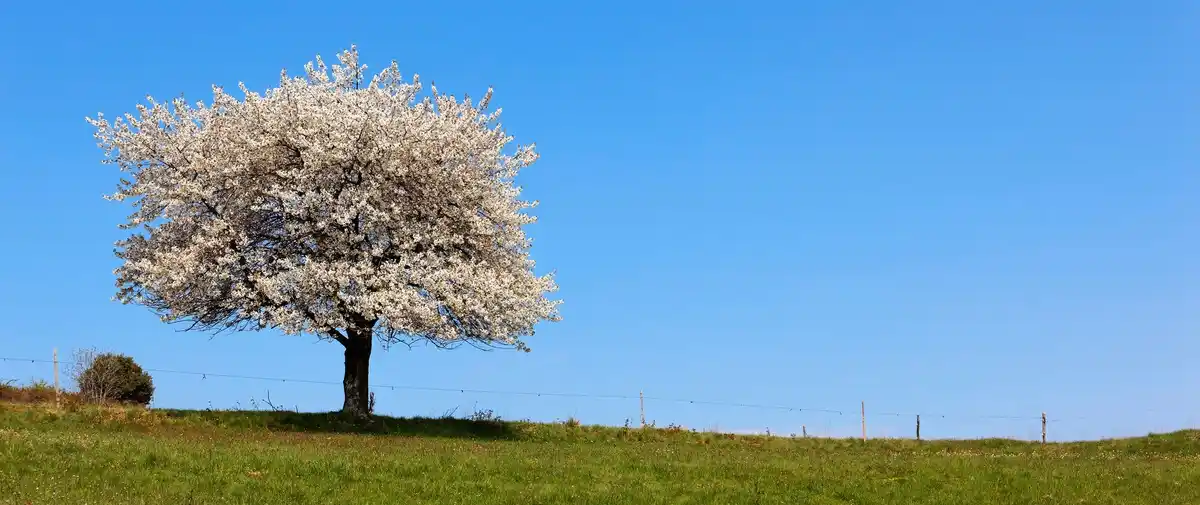 apple tree orchard netherlands spring