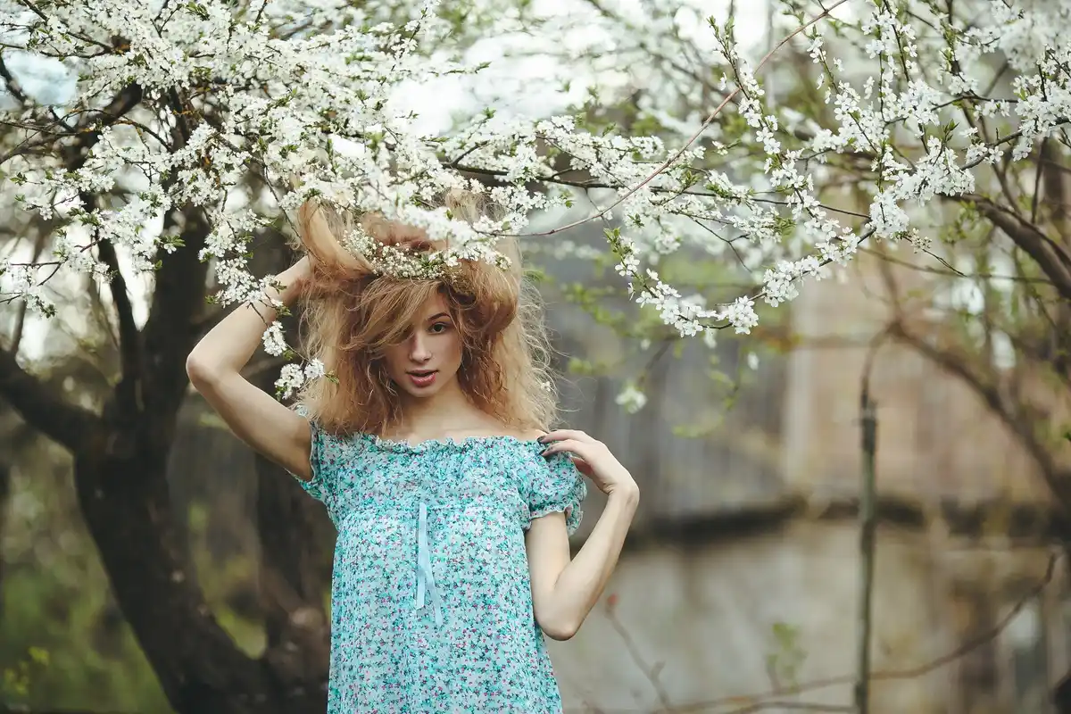 apple tree blossom in dutch garden