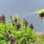 summer garden pest control natural methods
