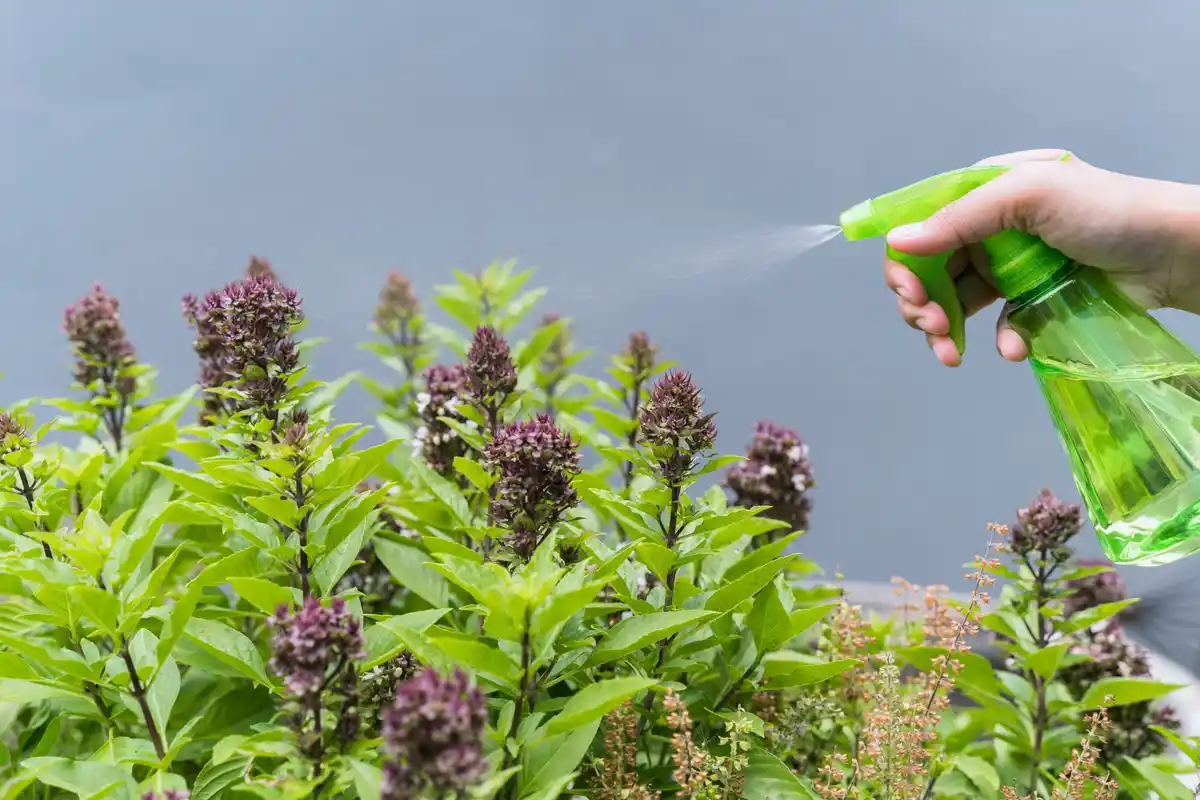 summer garden pest control natural methods
