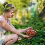 sustainable backyard fruit garden with berries