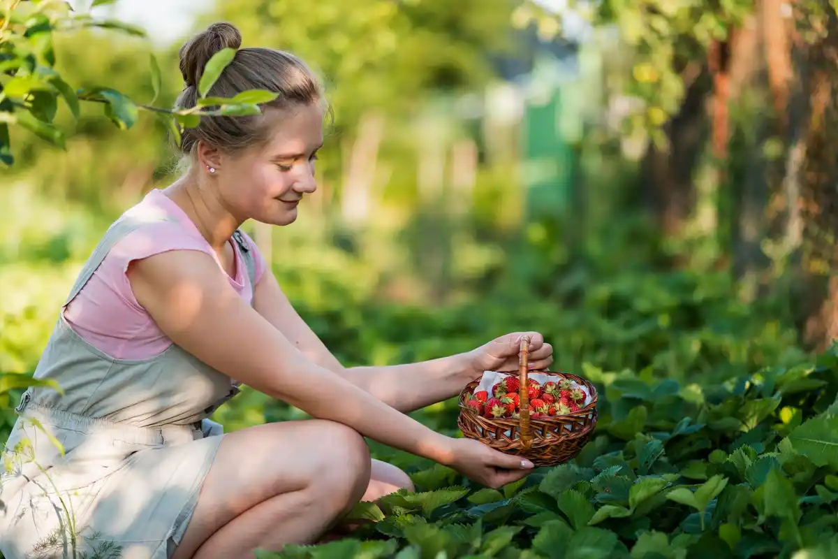 sustainable backyard fruit garden with berries
