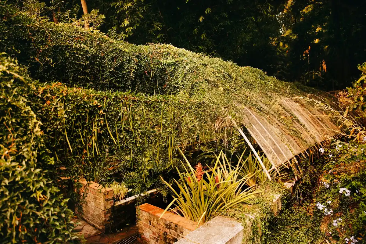 organic mulch around fruit bushes