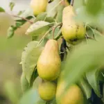 pear tree fruit harvest dutch garden