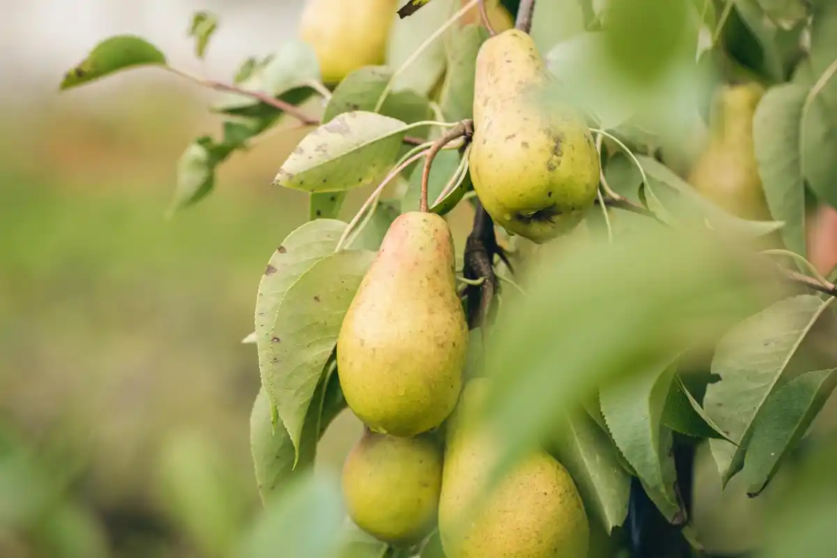 pear tree fruit harvest dutch garden
