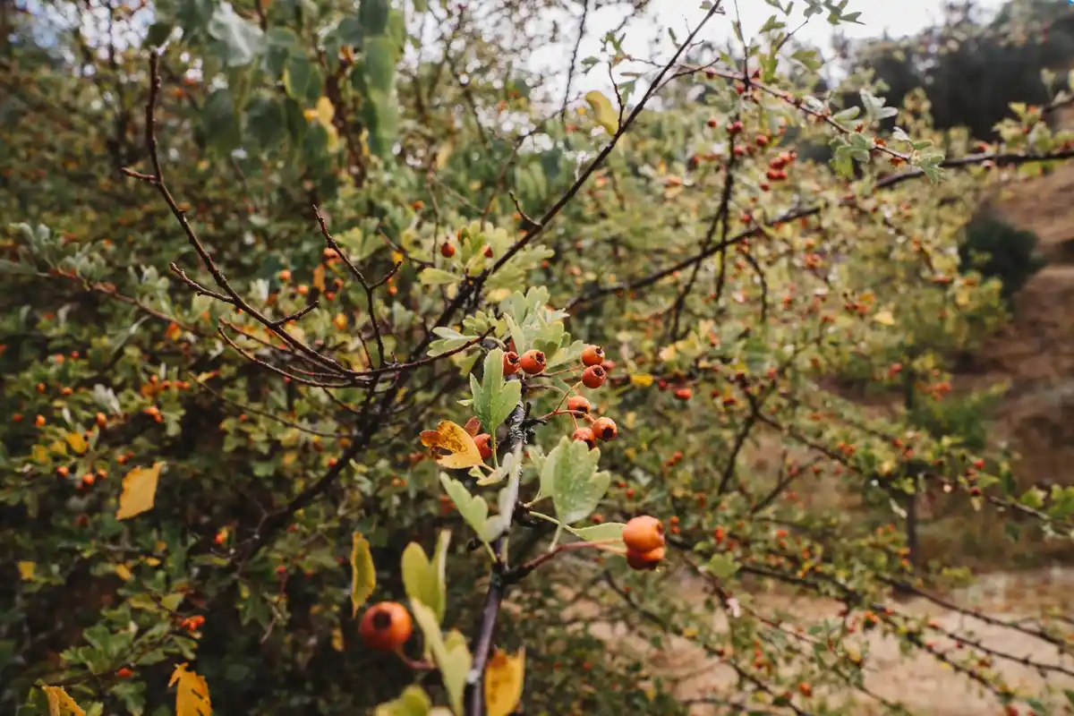 pear tree with ripe fruit in dutch garden