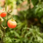 diseased tomato plant garden close up