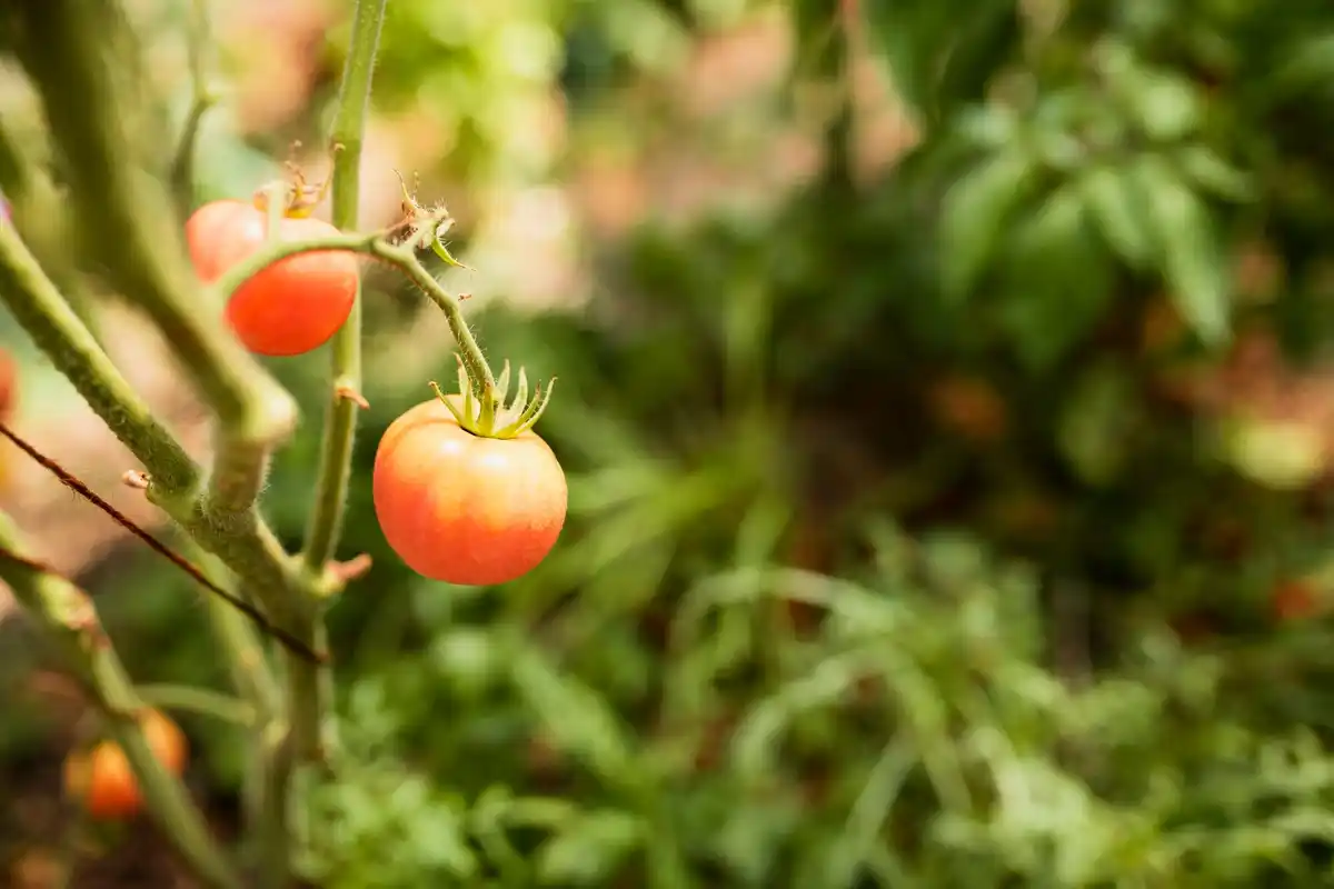 diseased tomato plant garden close up