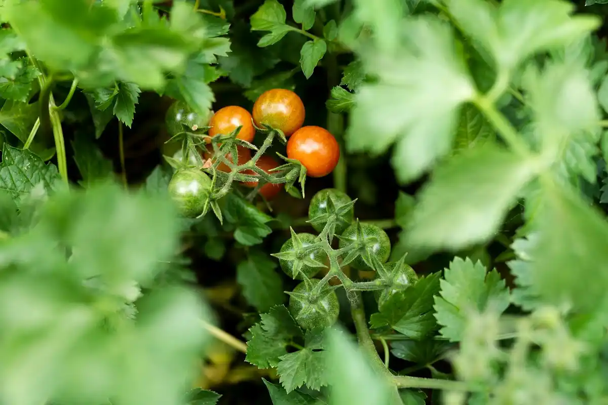 diseased tomato plant leaves garden
