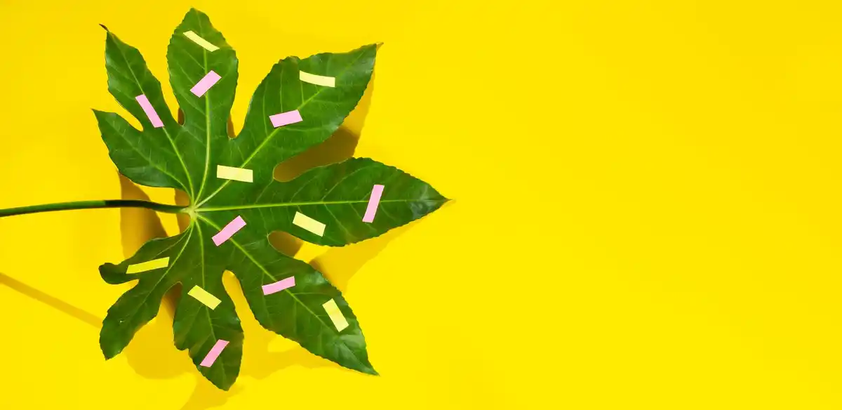 dying houseplant yellow leaves